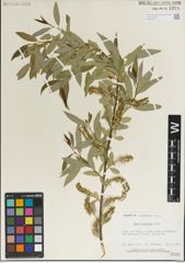 Foto von Salix laevigata Bebb
